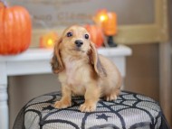 Kaninchen_Dachshund-8016