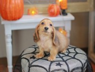 Kaninchen_Dachshund-8022