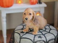Kaninchen_Dachshund-8030