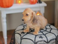 Kaninchen_Dachshund-8031