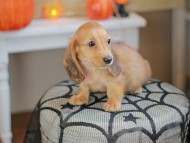 Kaninchen_Dachshund-8033