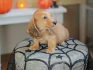Kaninchen_Dachshund-8034