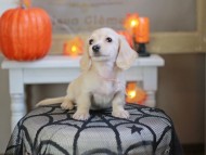 Kaninchen_Dachshund-8075