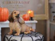 Kaninchen_Dachshund-8108