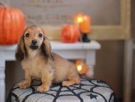 Kaninchen_Dachshund-8113