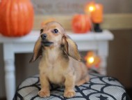 Kaninchen_Dachshund-8120
