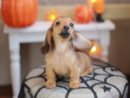Kaninchen_Dachshund-8122