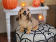 Kaninchen_Dachshund-8125