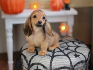 Kaninchen_Dachshund-8126