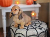 Kaninchen_Dachshund-8127