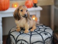 Kaninchen_Dachshund-8135