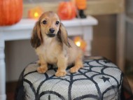 Kaninchen_Dachshund-8136