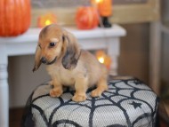 Kaninchen_Dachshund-8137 Kaninchen_Dachshund-8137