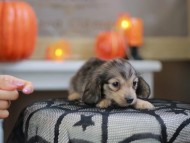 Kaninchen_Dachshund-8148