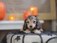 Kaninchen_Dachshund-8206