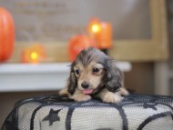 Kaninchen_Dachshund-8207
