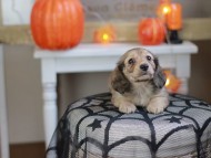 Kaninchen_Dachshund-8211