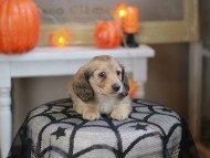 Kaninchen_Dachshund-8216
