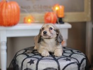 Kaninchen_Dachshund-8217