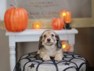 Kaninchen_Dachshund-8224