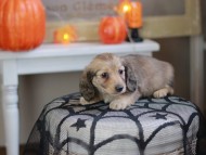 Kaninchen_Dachshund-8228