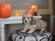 Kaninchen_Dachshund-8233