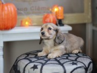 Kaninchen_Dachshund-8235