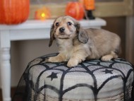 Kaninchen_Dachshund-8238