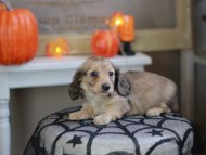 Kaninchen_Dachshund-8247