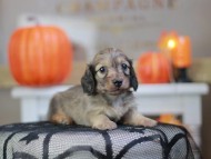 Kaninchen_Dachshund-8274