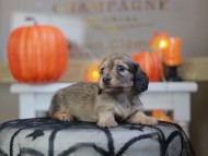 Kaninchen_Dachshund-8275