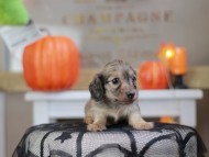 Kaninchen_Dachshund-8276