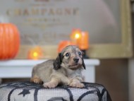 Kaninchen_Dachshund-8280