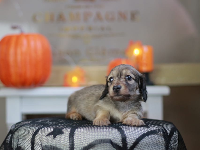 カニンヘン ダックスフンド ソフィア&ボノの子犬 シェーデットイエロー（シェーデットクリーム） 男の子