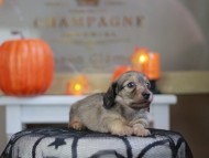 Kaninchen_Dachshund-8283 Kaninchen_Dachshund-8283