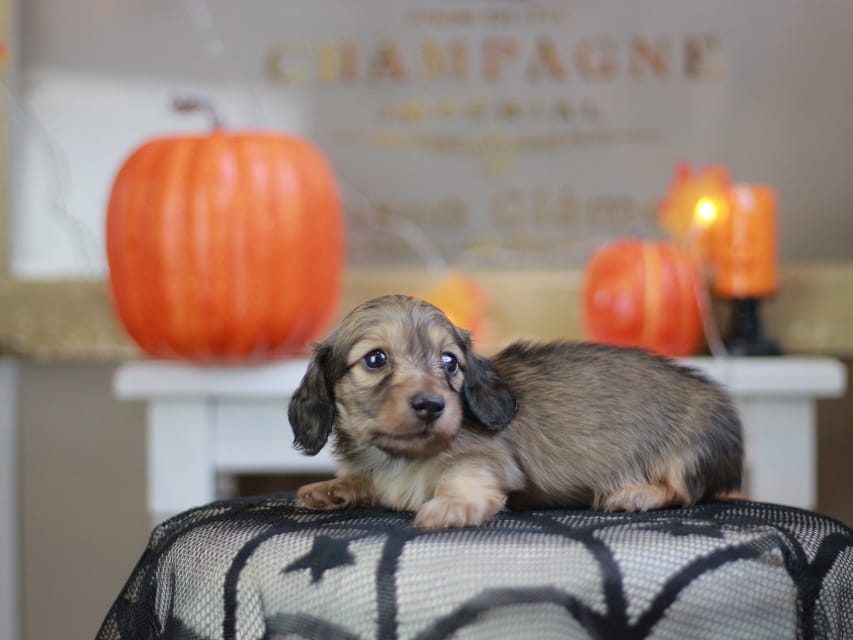 カニンヘン ダックスフンド ソフィア&ボノの子犬 シェーデットイエロー（シェーデットクリーム） 男の子