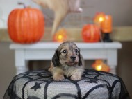 Kaninchen_Dachshund-8286 Kaninchen_Dachshund-8286