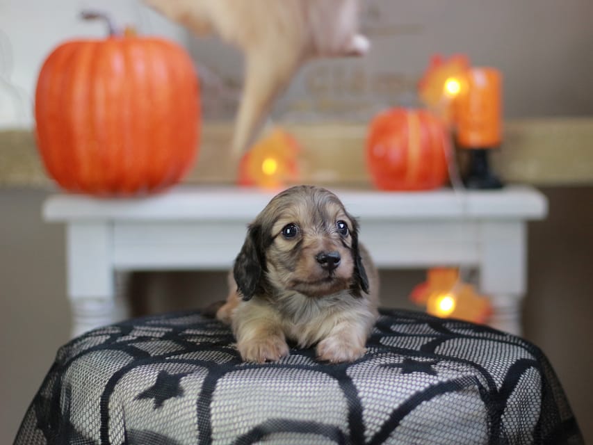 カニンヘン ダックスフンド ソフィア&ボノの子犬 シェーデットイエロー（シェーデットクリーム） 男の子