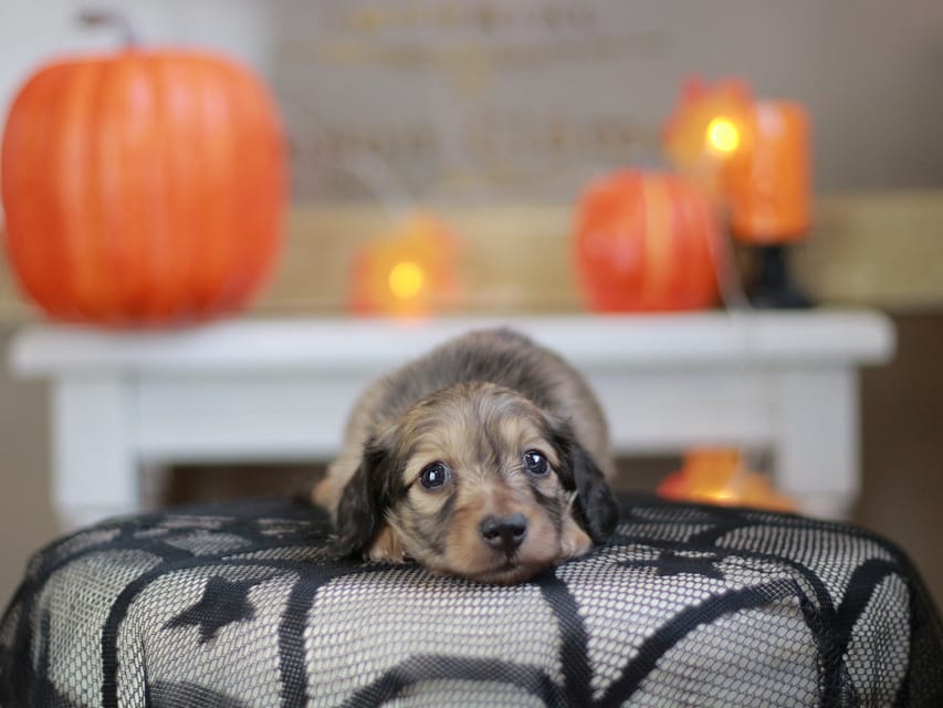 カニンヘン ダックスフンド ソフィア&ボノの子犬 シェーデットイエロー（シェーデットクリーム） 男の子