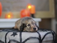 Kaninchen_Dachshund-8292 Kaninchen_Dachshund-8292