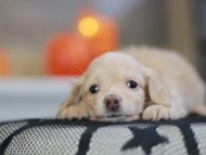 Kaninchen_Dachshund-8299