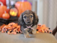 Kaninchen_Dachshund-8696 Kaninchen_Dachshund-8696