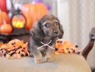 Kaninchen_Dachshund-8697