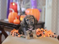 Kaninchen_Dachshund-8715