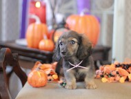 Kaninchen_Dachshund-8749