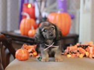Kaninchen_Dachshund-8761
