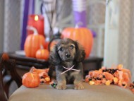 Kaninchen_Dachshund-8771