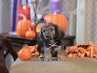 Kaninchen_Dachshund-8774