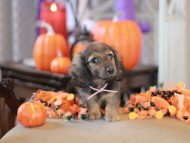Kaninchen_Dachshund-8778