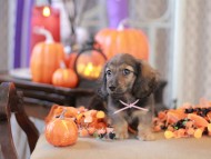 Kaninchen_Dachshund-8787